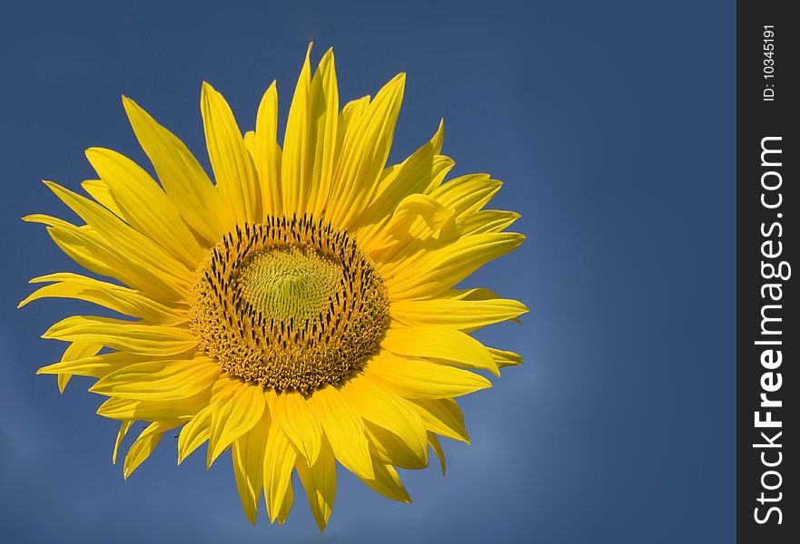 Beautiful sunflower against dark blue sky