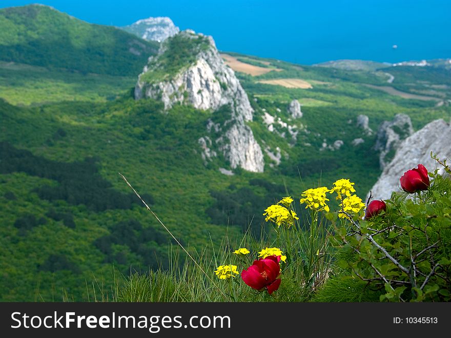 Blooming flowers at the top of a mountain. Blooming flowers at the top of a mountain