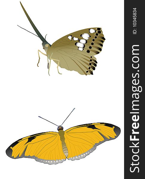 Illustrations of two butterflies on a white background. Illustrations of two butterflies on a white background