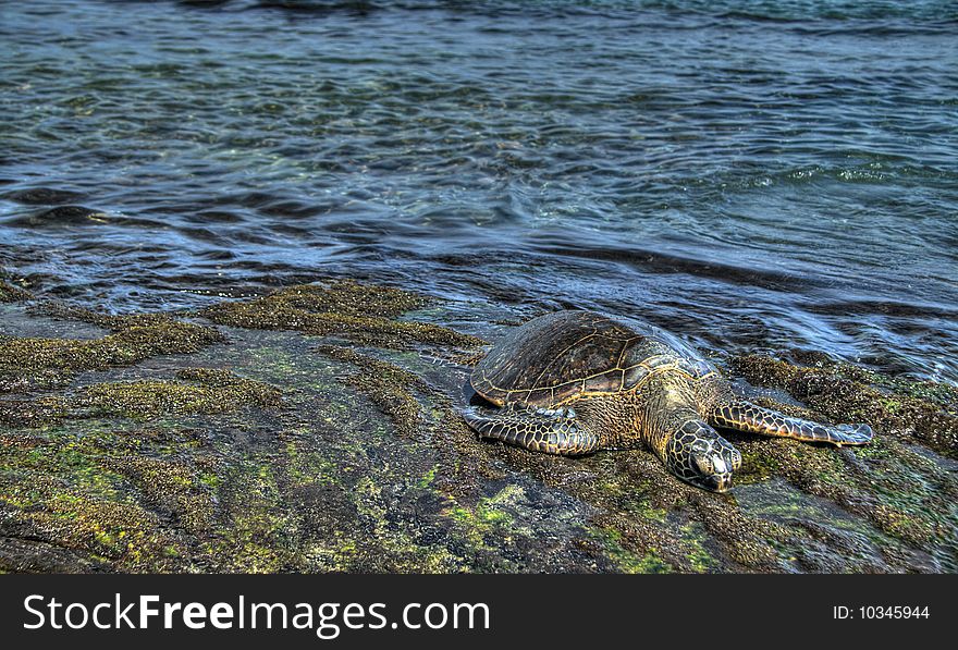 Sea turtle resting on rocks. Pseudo-HDR image created from a single RAW image. Sea turtle resting on rocks. Pseudo-HDR image created from a single RAW image.
