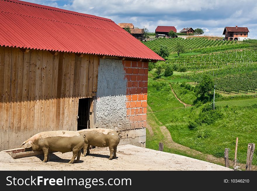 Feeding pig with barn and vineyard in summer. Feeding pig with barn and vineyard in summer