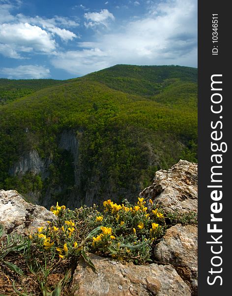 Flowering at the edge of the mountain