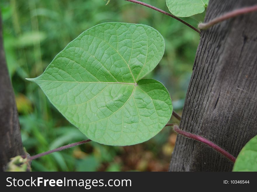 Leaf Of Haricot