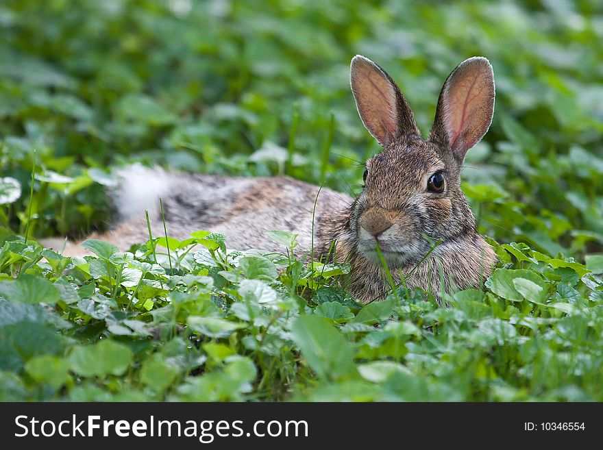 Jack Rabbit Resting in the soft grass.