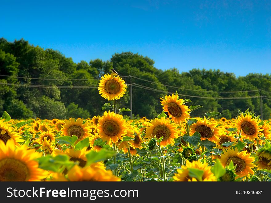 A bird sitting on a sunflower. A bird sitting on a sunflower