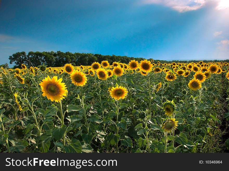 Sunflower field in the sunshine. Sunflower field in the sunshine