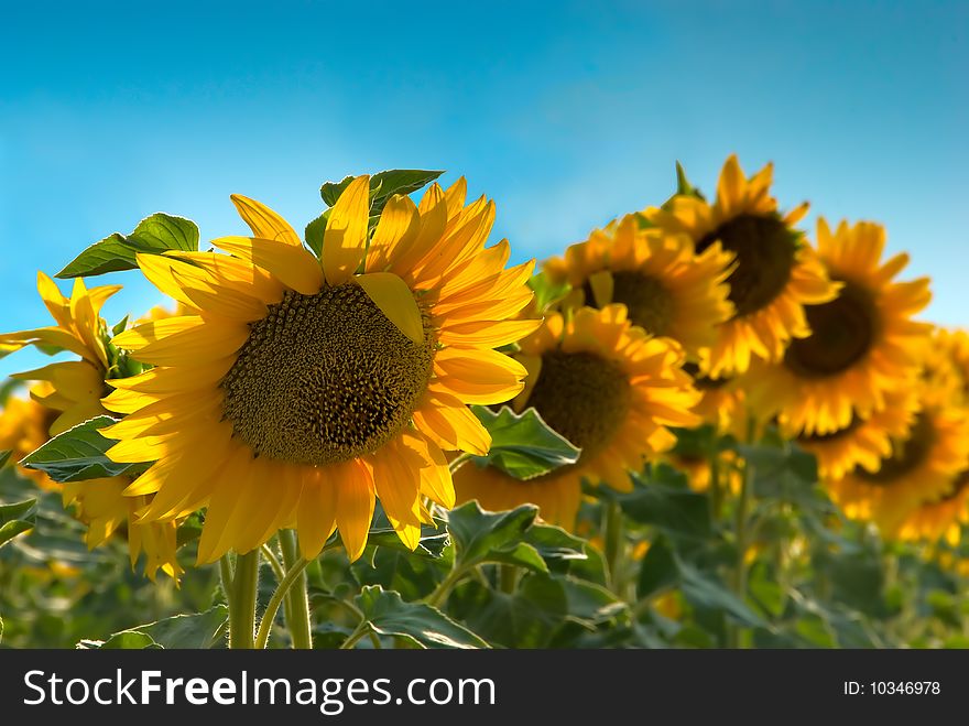 Beautiful sunflowers and blue sky. Beautiful sunflowers and blue sky