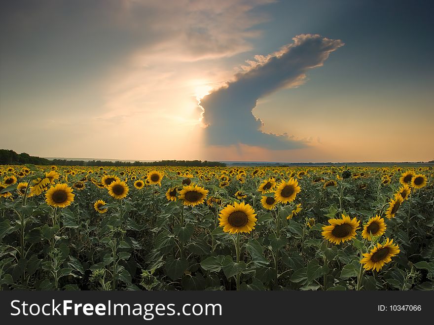 Sunflower field and a magic sky. Sunflower field and a magic sky