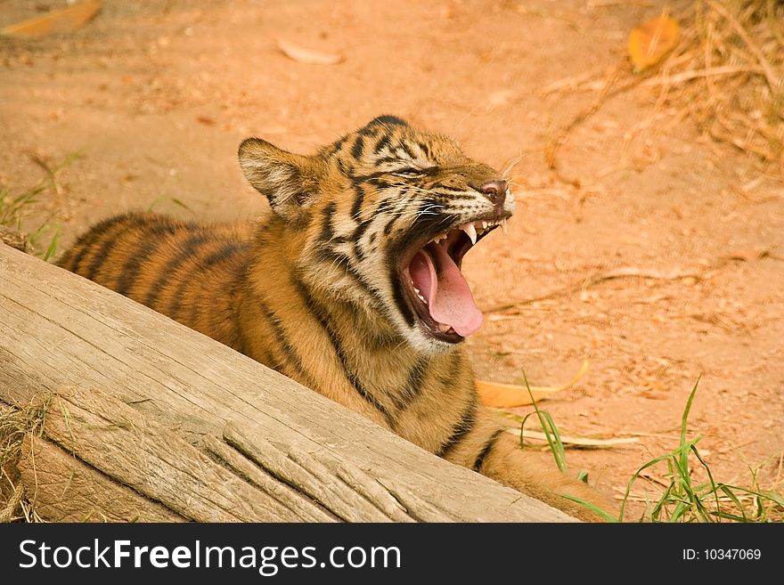 A tiger cub yawning beside a log after play.