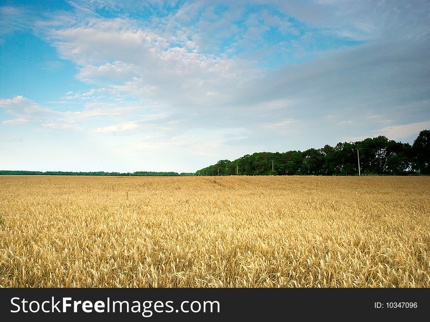 Wheat field in the evening. Wheat field in the evening