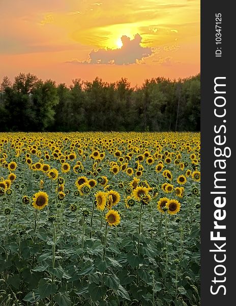 File of beautiful sunflowers at sunset. File of beautiful sunflowers at sunset