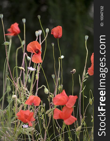 Red Poppies In Tuscany