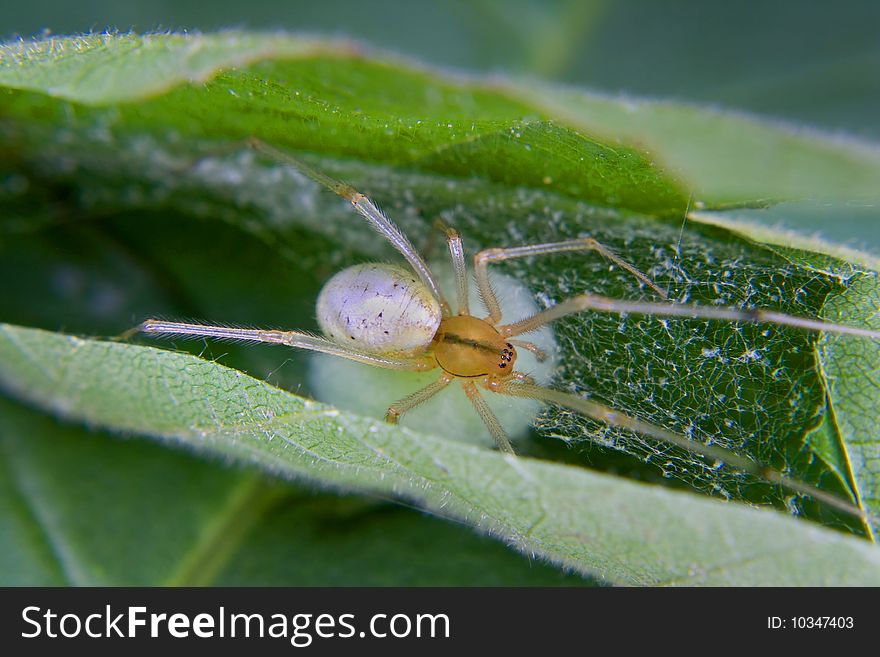 A yello orb spider protecting her egg sac. A yello orb spider protecting her egg sac