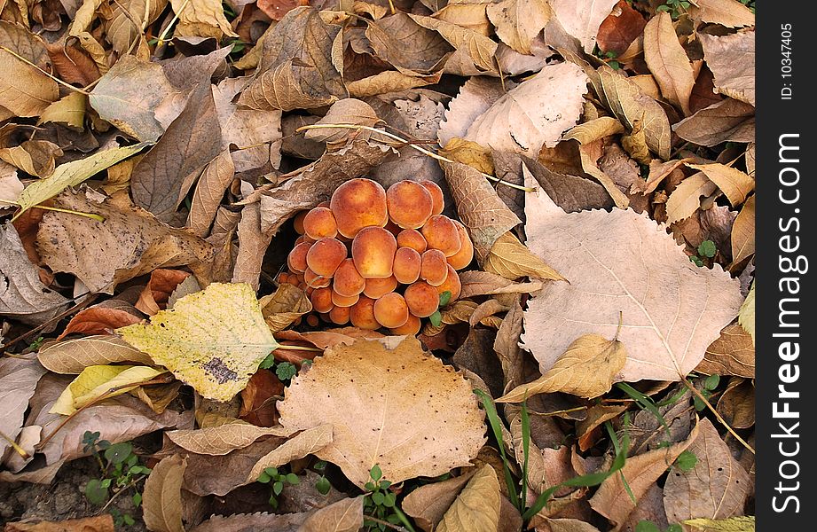 Family of mushrooms on ground among dry leaves. Family of mushrooms on ground among dry leaves