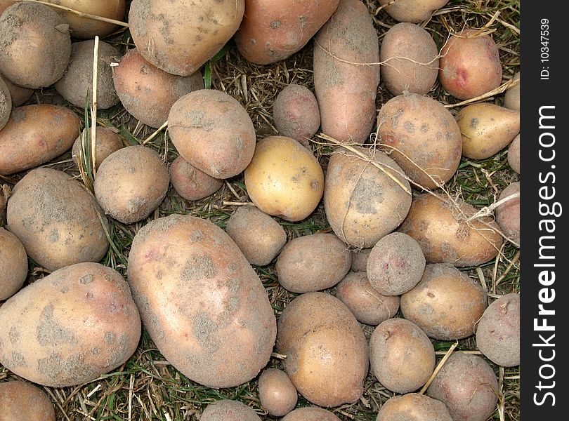 Raw fresh potatoes on the land, just croped