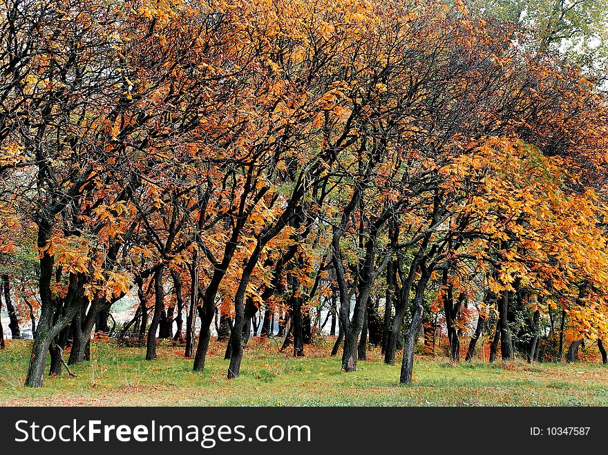 Autumn trees with red, orange and yellow leaves in park. Autumn trees with red, orange and yellow leaves in park