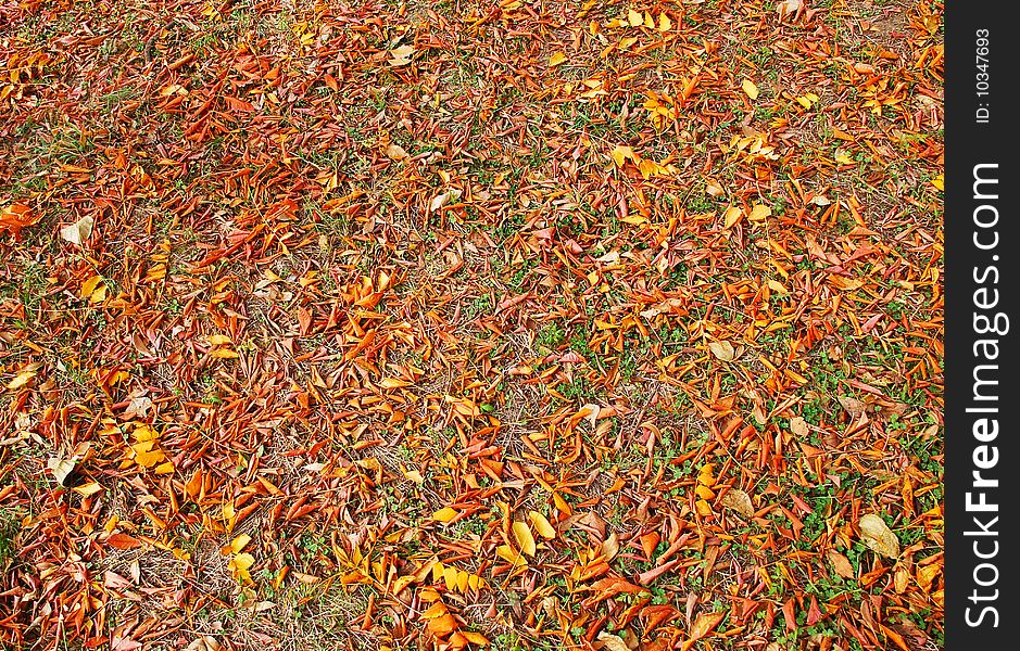 Autumn red and yellow leaves outdoor on earth. Autumn red and yellow leaves outdoor on earth