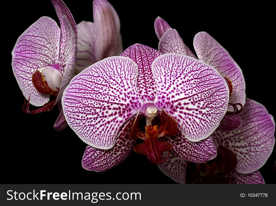 Pink speckled orchid isolated on black background. Pink speckled orchid isolated on black background