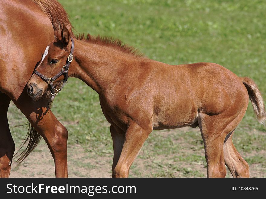 A mare with her newborn foal. A mare with her newborn foal