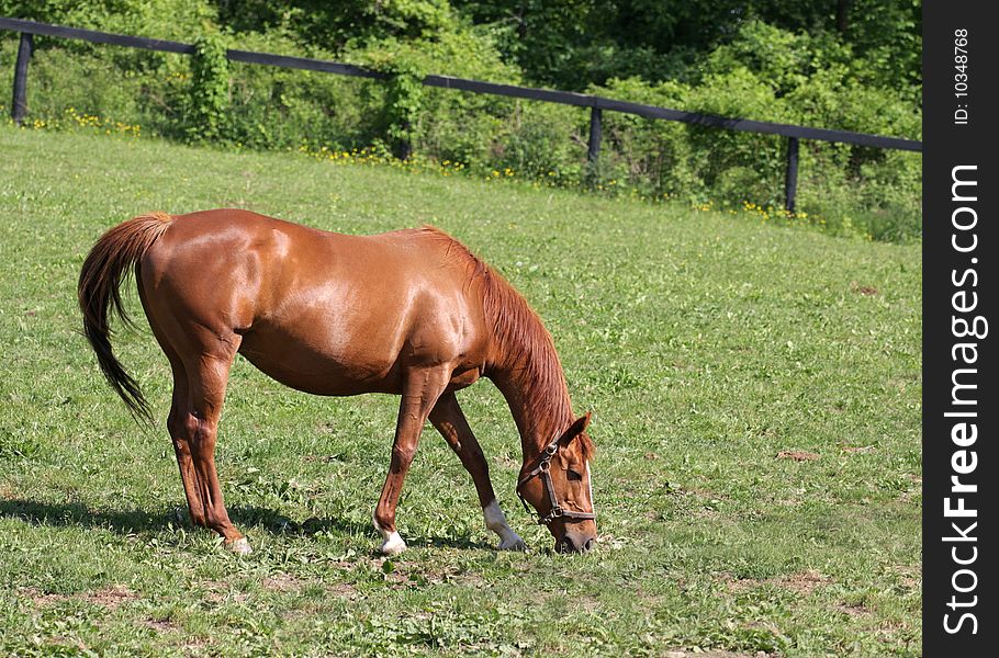 A beautiful horse on the farm. A beautiful horse on the farm