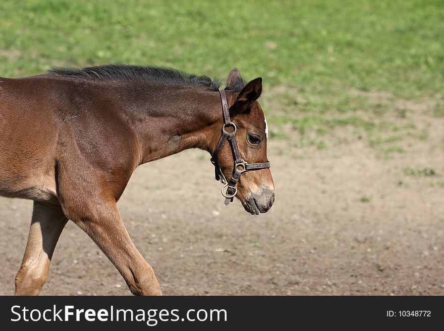 A Foal on the farm. A Foal on the farm.