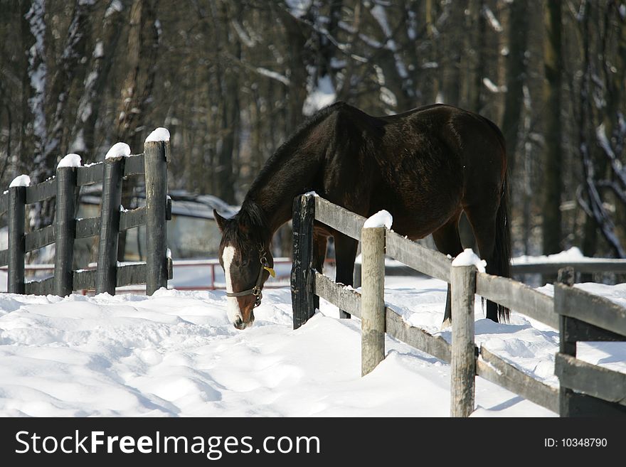 A beautiful black broodmare horse on the farm after a winter snow storm. A beautiful black broodmare horse on the farm after a winter snow storm.