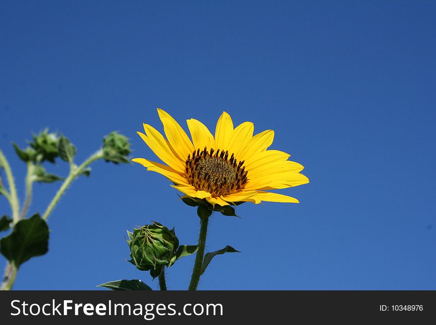 A sunflower against a bright blue sky