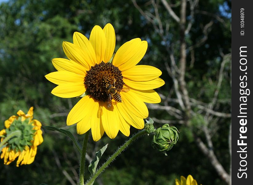 A bee landing on a sunflower in a field. A bee landing on a sunflower in a field
