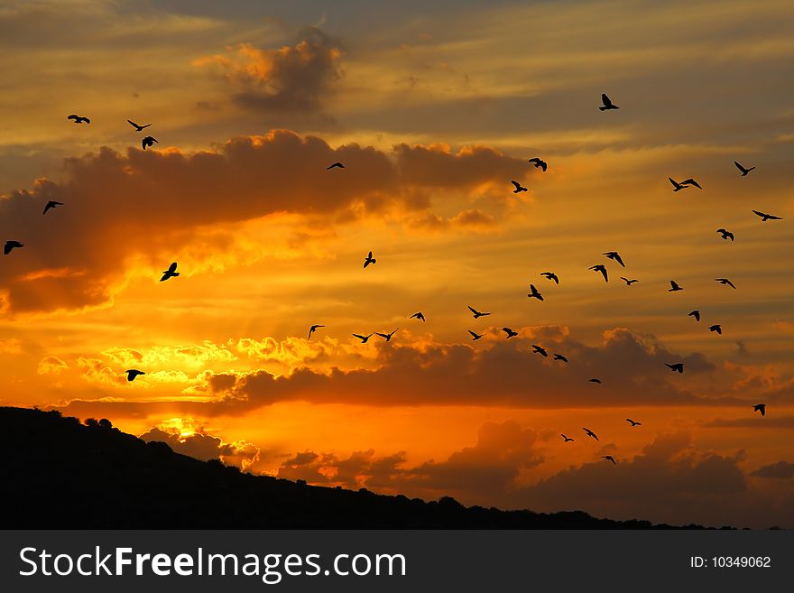 Birds flyng into the sunset. Birds flyng into the sunset