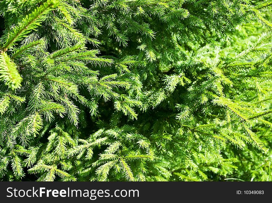Closeup of spruce branches