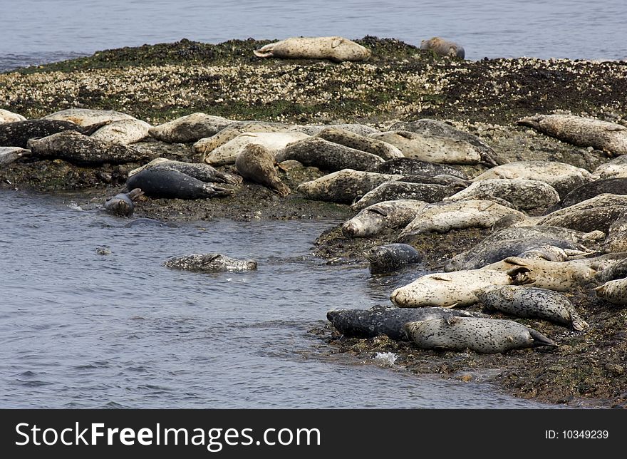 Lazy seals lounge on rocks by the ocean. Lazy seals lounge on rocks by the ocean