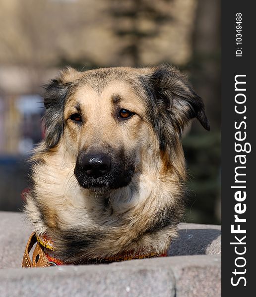 A dog looks baffled by something. A dog looks baffled by something