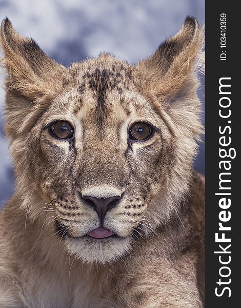 Portrait of a lioness young little cute and funny close up