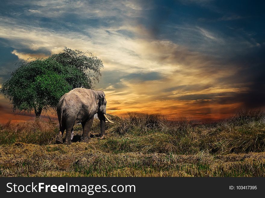 Wildlife, Grassland, Elephants And Mammoths, Savanna