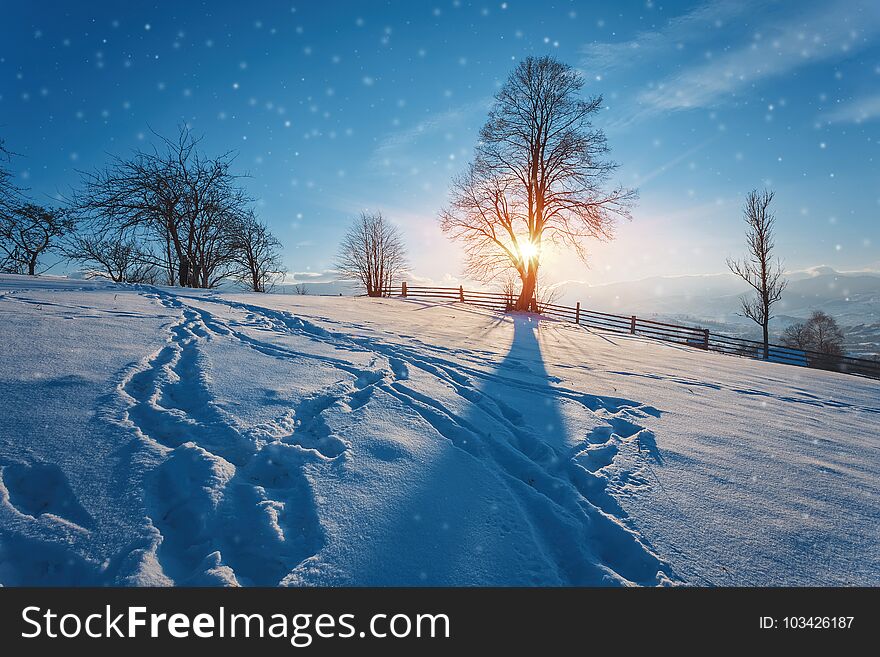 Winter landscape. Winter road and trees covered with snow. Winter landscape. Winter road and trees covered with snow