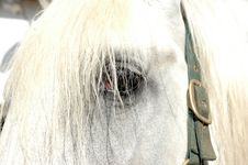 Eye Of The Horse. Stock Photography Eye Of The Horse. Stock Photography