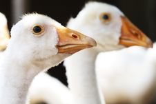 Young Goose Royalty Free Stock Photos