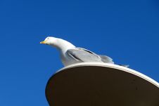 Seagull On Perch Royalty Free Stock Images