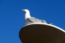 Seagull On Perch Royalty Free Stock Images
