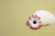 Shell And Flower On A Sandy Beach Royalty Free Stock Image