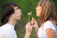 Pair Blows On Dandelions In Hands Stock Images