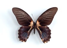 Papilio Rumanzovia Stock Images