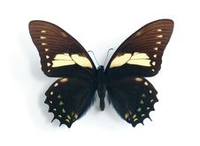 Papilio Aristeus Royalty Free Stock Photography