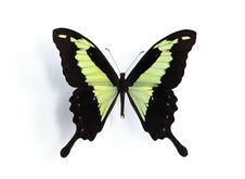 Papilio Phorcas Stock Photography
