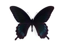 Papilio Deiphobus Stock Image