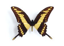 Papilio Cresphontes Royalty Free Stock Photography