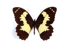 Papilio Euchenor Royalty Free Stock Image