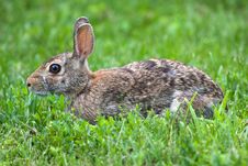 Jack Rabbit Resting Royalty Free Stock Image Jack Rabbit Resting Royalty Free Stock Image