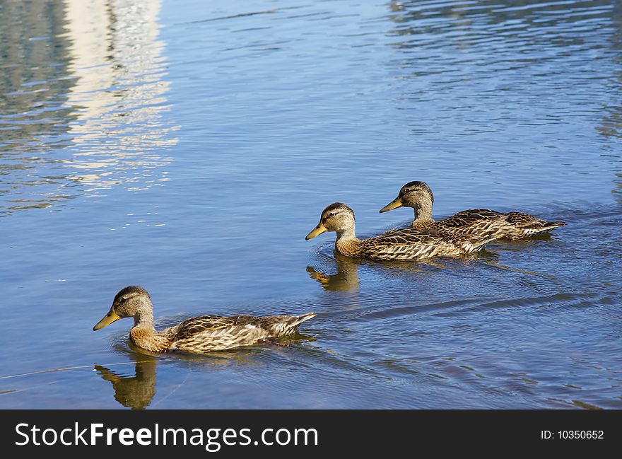 Three ducks swimminng on the lake