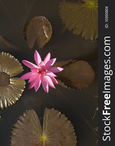 Pink waterlily